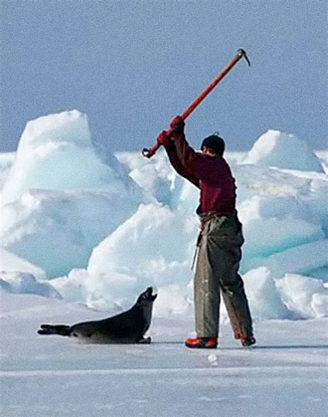Trump’s Greenland plot takes a bizarre new turn