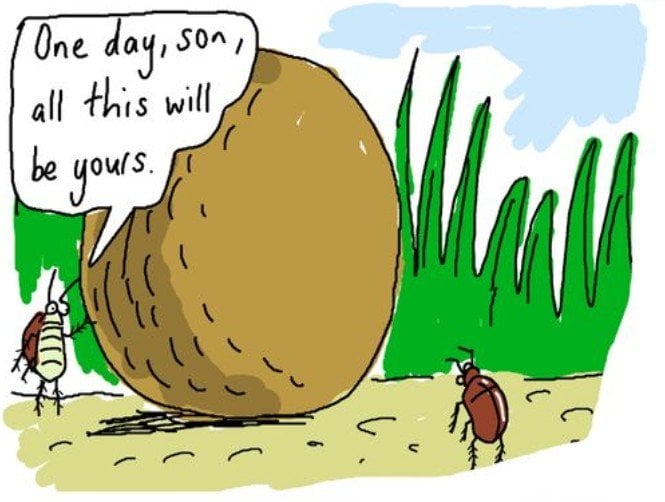 OneDaySonShtBeetle.jpg