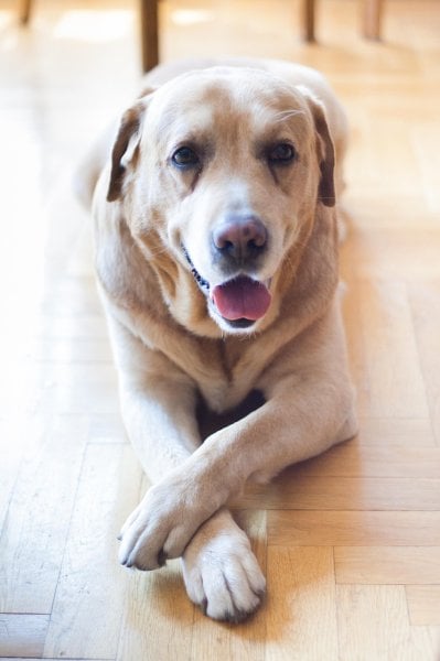 dog-792124.jpg