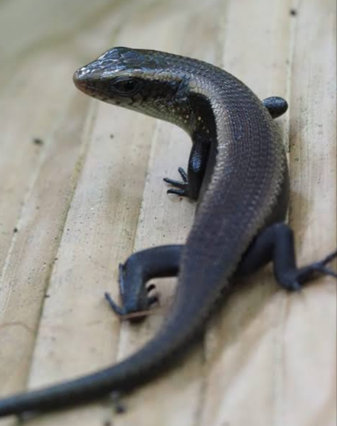 How long can a Common Sun Skink last without water in my bathroom?