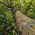Dr Oaktree