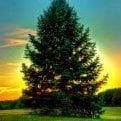 Dr Oaktree