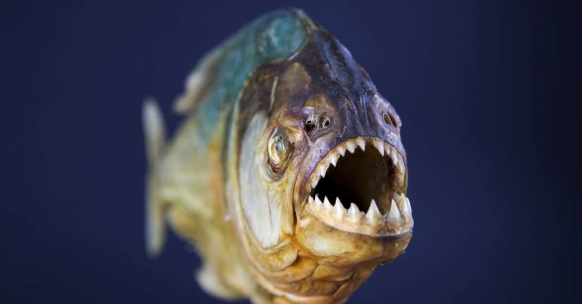 Bangkok man arrested over alleged koi fish sexual abuse