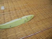 post-17572-1162195550_thumb.jpg