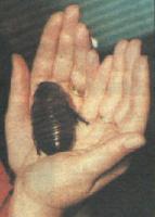 post-18822-1127897730_thumb.jpg