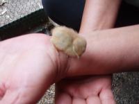 post-22736-1144666793_thumb.jpg